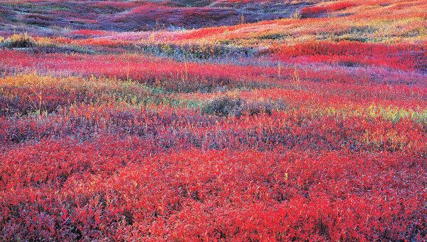 Осенний восход и черничное поле. Мэн, 1994 (Sunrise and Autumn Blueberries. Maine, 1994)