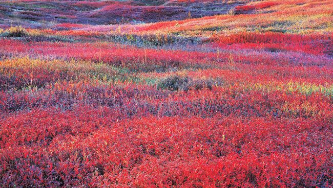 Осенний восход и черничное поле. Мэн, 1994 (Sunrise and Autumn Blueberries. Maine, 1994)