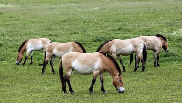 Лошади Пржевальского пасутся на лугу