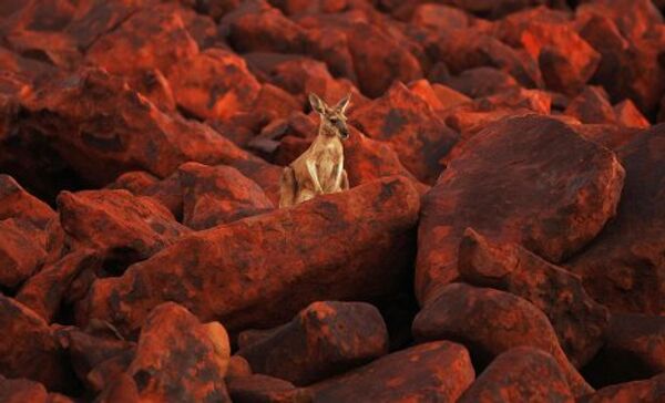 Кенгуру среди валунов железной руды в районе порта Дампир в регионе Пилбара Западной Австралии