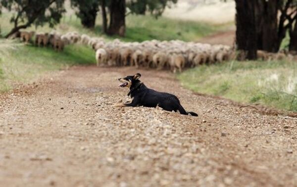 Собака охраняет стадо овец