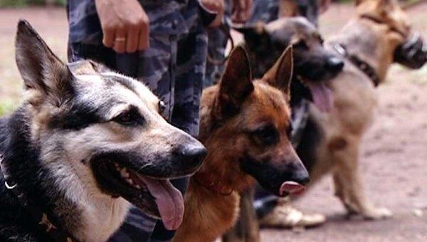 Кинологи раскрыли секреты воспитания собак в погонах