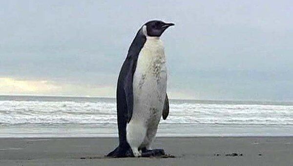 Императорский пингвин приплыл в Новую Зеландию по ошибке