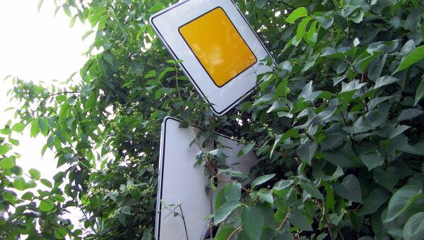 Дорожные знаки-невидимки скрываются за деревьями на брестских дорогах