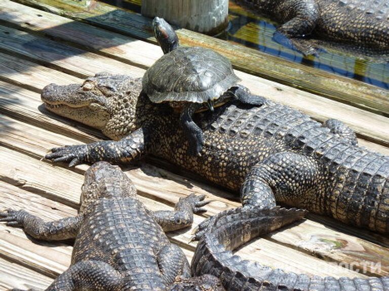 Мировая столица аллигаторов: Gatorland, Флорида