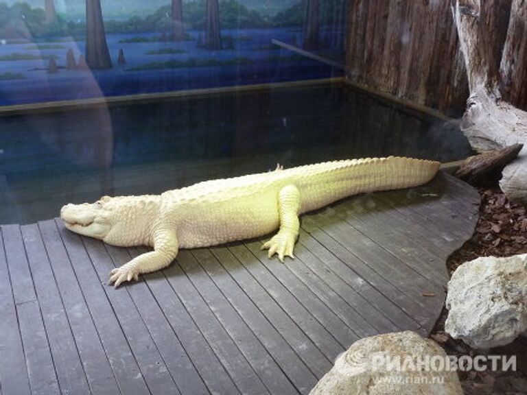 Мировая столица аллигаторов: Gatorland, Флорида