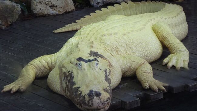 Недавно в Gatorland появились редчайшие белые аллигаторы