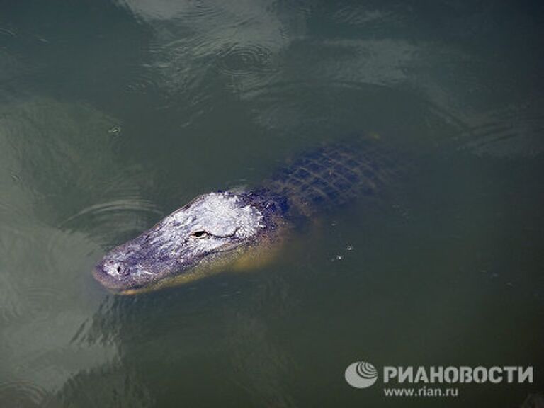 Gatorland