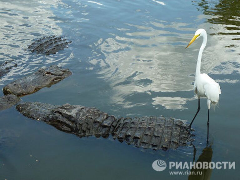 Gatorland