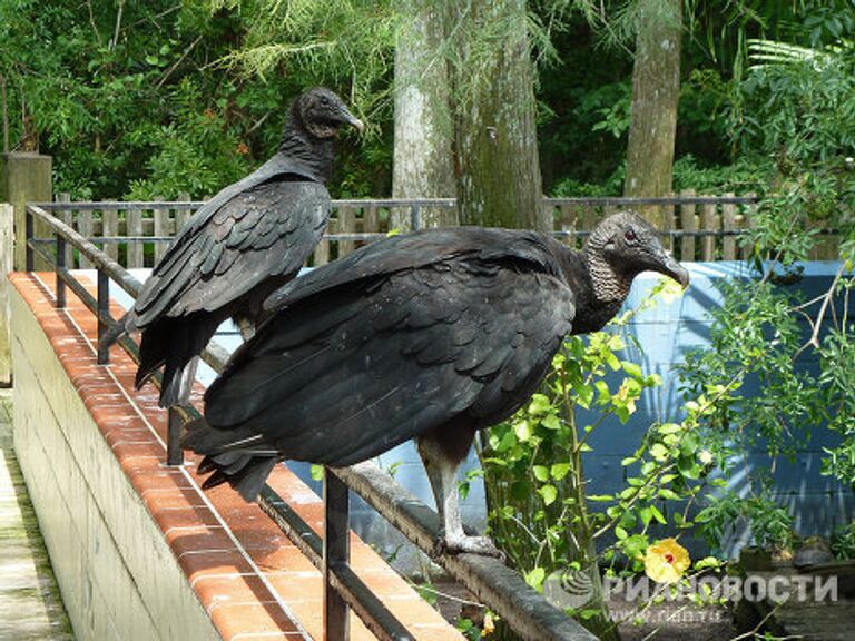 Gatorland