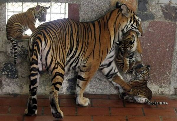 Тигрица с детенышами 