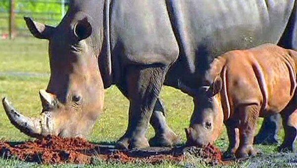 Детеныш редкого белого носорога гуляет вместе с матерью