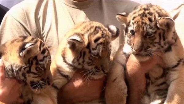 Трех амурских тигрят впервые показали публике в зоопарке Будапешта
