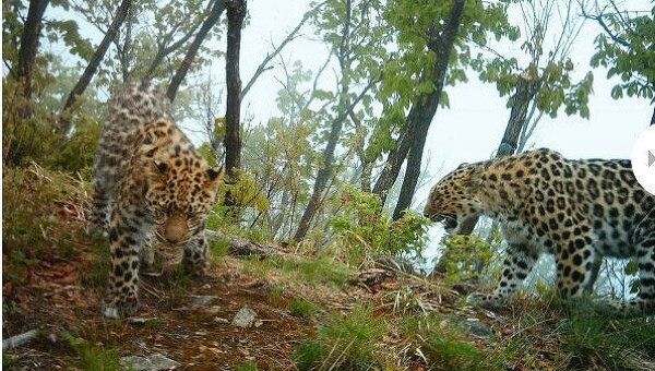 Видеокамеры зафиксировали свадьбу двух дальневосточных леопардов