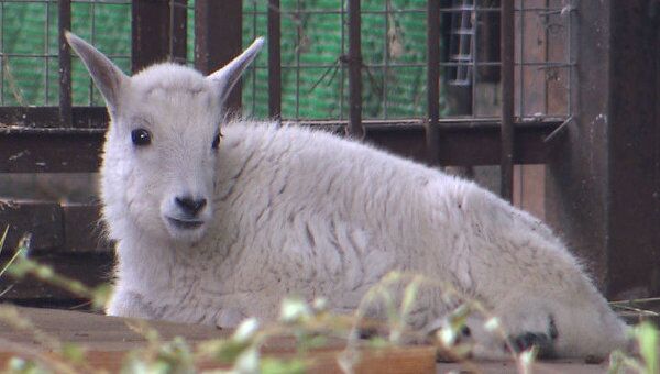 В Московском зоопарке родились детеныши африканской зебры и снежной козы