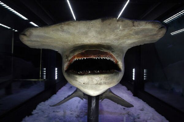 Замороженная гигантская акула-молот