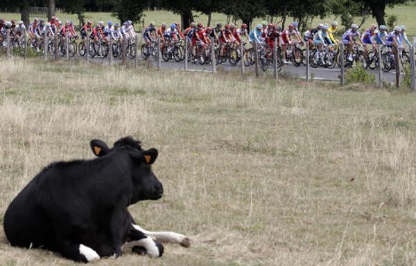 Велосипедисты проезжают мимо лежащей коровы во время седьмого этапа гонки Тур де Франс