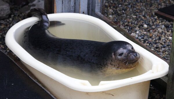 Выхаживание ослабевших пятнистых тюленей