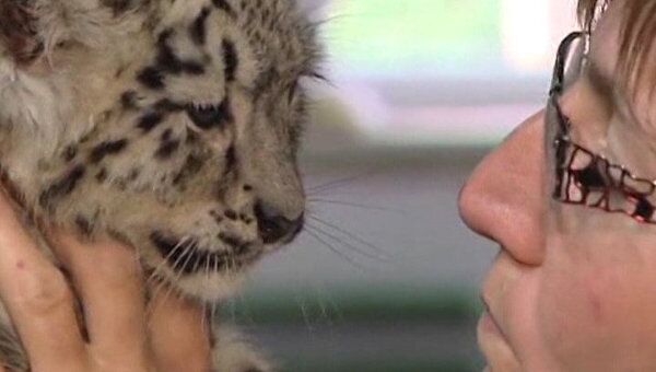 Работница зоопарка заменила мать новорожденным снежным леопардам