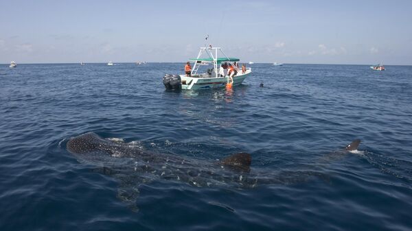 Китовая акула возле лодки с туристами в Карибском море