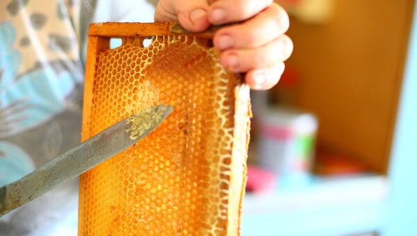 Пчеловоды Башкирии начали активный сбор мёда 