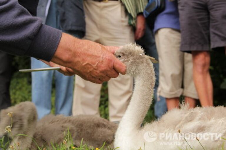 Ежегодный подсчет лебедей на реке Темзе