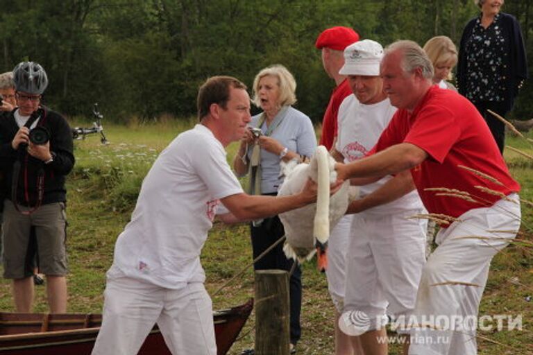 Процесс кольцевания лебедей на реке Темзе