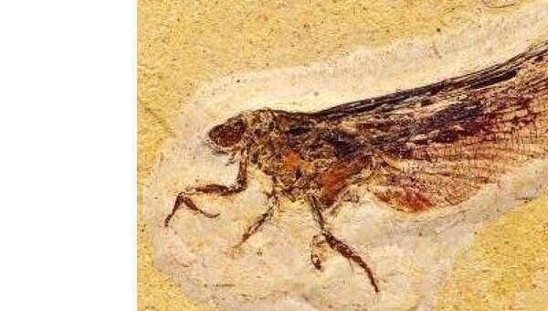 Ученые из музея естественной истории Штутгарта назвали древний отряд насекомых Coxoplectoptera