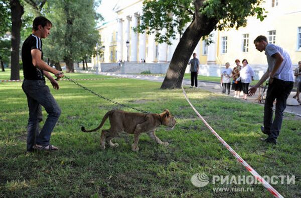 Молодую львицу два дня держат в запертом микроавтобусе на Литейном проспекте в Санкт-Петербурге