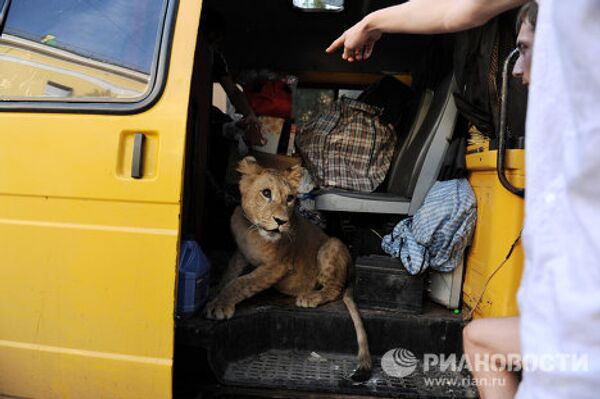 Молодую львицу два дня держат в запертом микроавтобусе на Литейном проспекте в Санкт-Петербурге