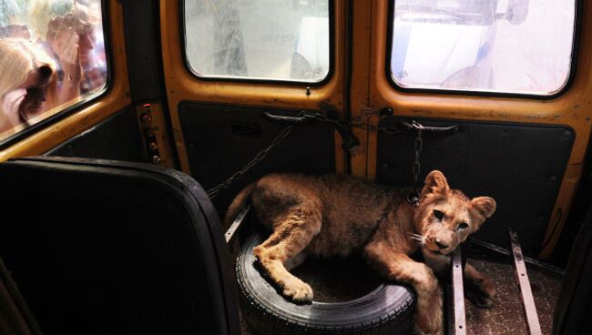 Молодую львицу два дня держат в запертом микроавтобусе на Литейном проспекте в Санкт-Петербурге