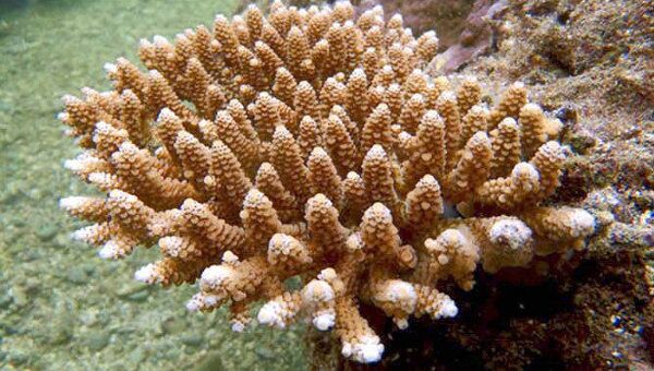 Колония кораллов Acropora digitifera 
