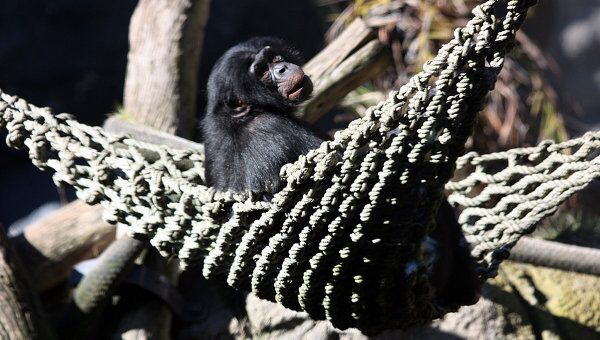 Шимпанзе в зоопарке Сан-Диего