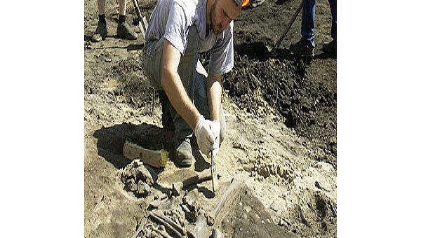 Археологи нашли скелет древнего бизона в Астраханской области