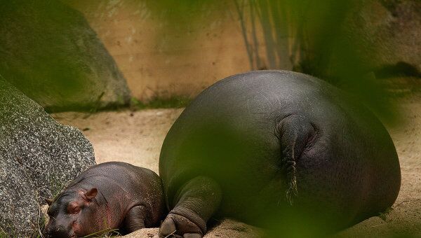Бегемоты в зоопарке Праги