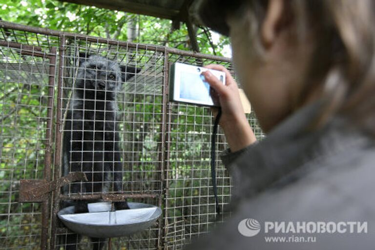 Работа экспериментальной зверофермы Института цитологии и генетики РАН в Новосибирске