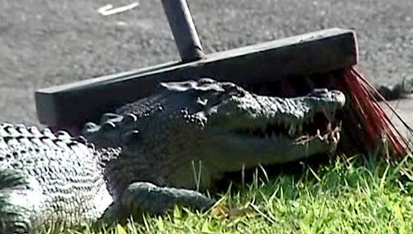 Полутораметрового крокодила поймали при помощи обычных щеток