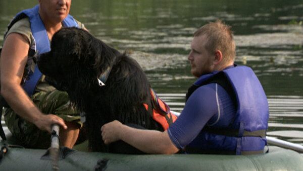 Собак-спасателей тренируют вытаскивать из воды утопающих 