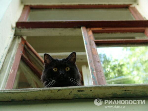 Черный кот- житель Булгаковского дома