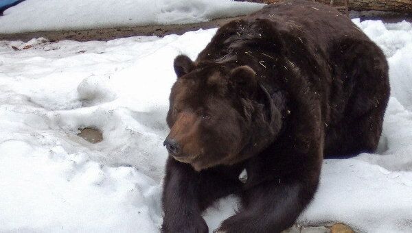 Трутнев намерен добиться ввода запрета зимней охоты на бурых медведей