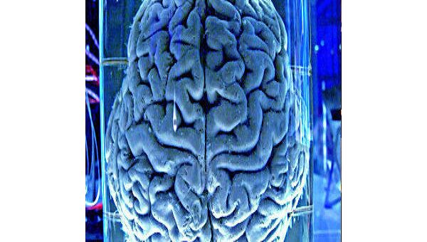 Человеческий мозг. Архив