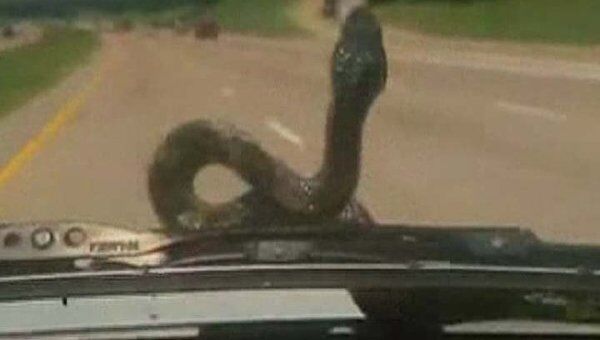 Американская пара катает змею на капоте своего автомобиля