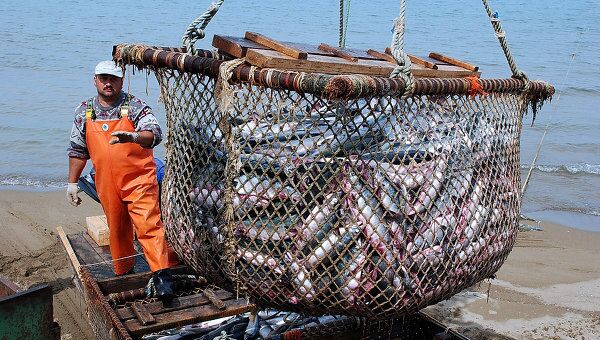 Камчатские рыбаки установили рекорд по вылову лосося. Архивное фото