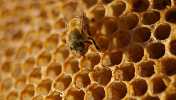 Пчелиные соты. Архивное фото