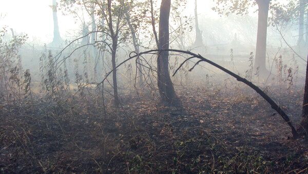 Лесной пожар в окрестностях Уфы