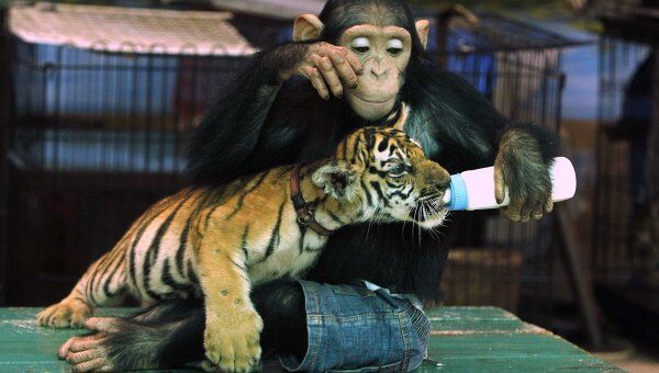 Шимпанзе кормит молоком тигренка