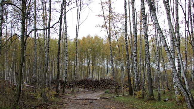 Химкинский лес. Архив