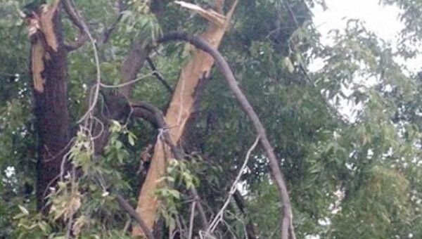 Сильный ветер повалил деревья на юге Москвы