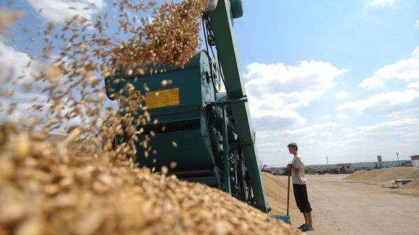 Зубков оценивает урожай зерна 2011 года в чистом весе в 92-93 млн тонн