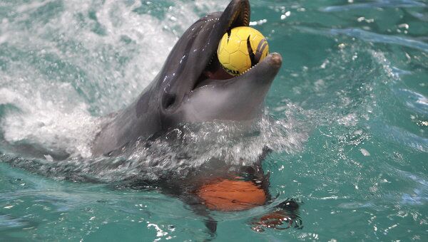 Причиной смерти дельфина в дельфинарии Москвы стала плохая вода